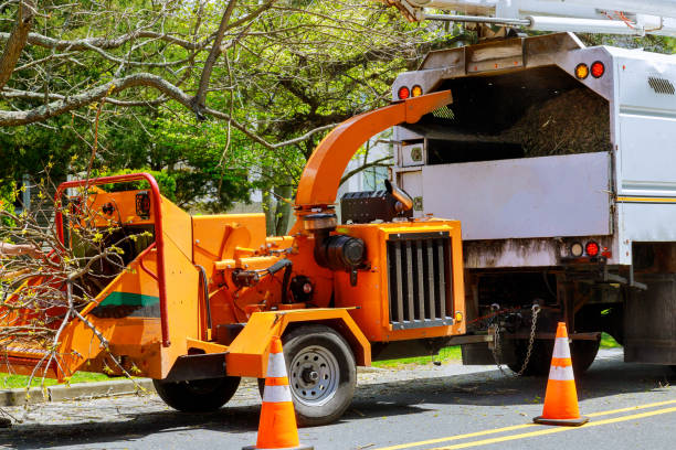 Tree Service Company in Pittston, PA